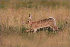 <p>KRÁLÍK DIVOKÝ (Oryctolagus cuniculus) /European rabbit - Wildkaninchen/</p>